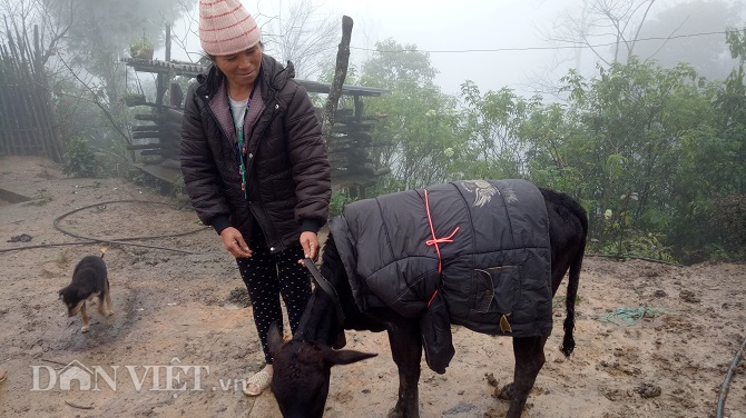 Chùm ảnh: Người dân Tây Bắc nhường áo rét mặc cho gia súc giữ ấm